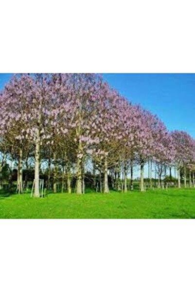 Köy Tohumları 100 Adet Tohum Organik  Çin Kavağı Tohumu Sürpriz Hediye Tohuml...