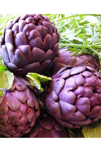 Köy Tohumları 50 Adet Tohum Nadir Mor Enginar Tohumu Hobi Bahçe Enginar Hediye Tohum