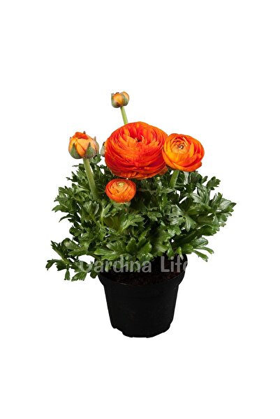 Gardina Şakayık Çiçeği Fidesi Orange ( Ranunculus ) 10 Adet