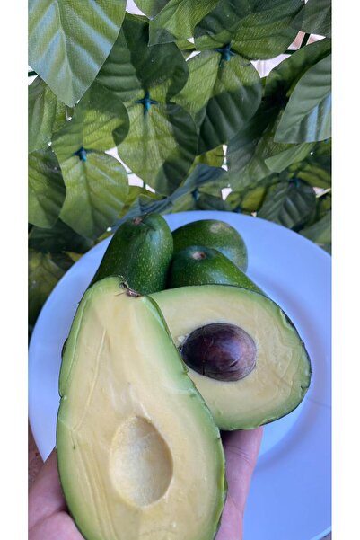 AnamurTropikal 1 kg taze dalından avokado
