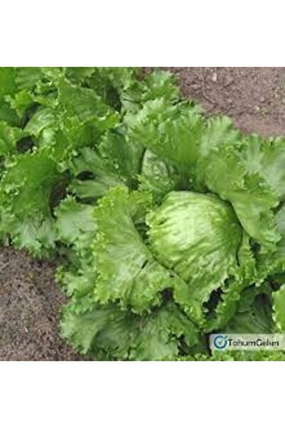 Köy Tohumları 150 Adet Tohum Yerli Hobi Bahçe Hasat Göbek Aysberg Marul Tohum...