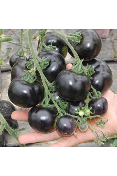 Köy Tohumları 50 Adet Tohum Organik Taze Köy Tohumu Çeri Siyah Domates Tohumu...