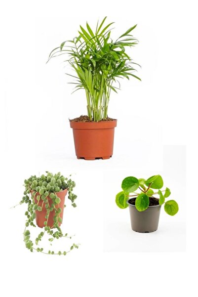 serada decor & plant 3'lü Ev Ofis Iç Mekan Canlı Bitki Seti Pilea & Areka Pal...