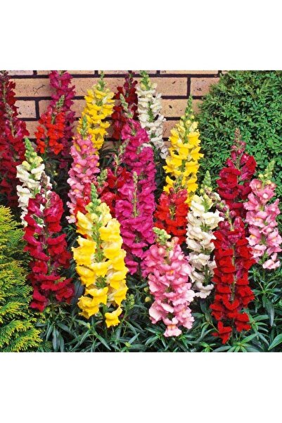 Köy Tohumları 50 Adet Tohum Nadir Organik Çiçekler Aslanağzı Çiçeği Tohumu Sü...