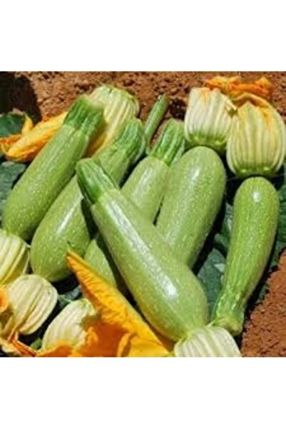 Köy Tohumları 35 Adet Tohum Nadir Yeşil Domalık Taze Köy Kabak Tohumu Lezzetl...