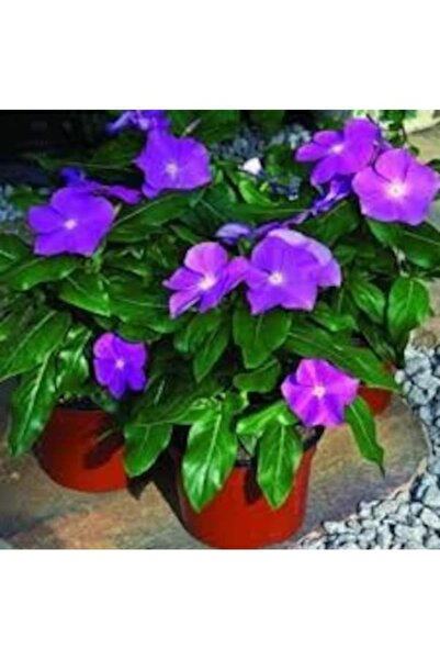 Köy Tohumları 20 Adet Tohum Nadir Bulunan Mor Menekşe Çiçeği Tohumu Hobi Balk...