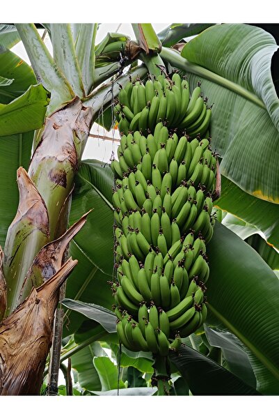 HAS ORGANİK Anamur Muzu 1 Kg ( Yeşil Günlük Hasat )