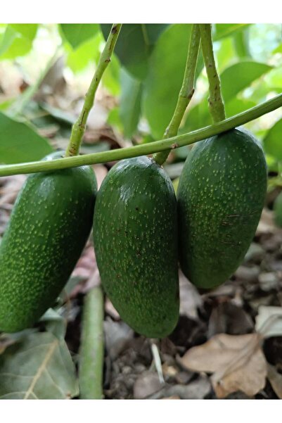 HAS ORGANİK Bebek Avokado 500gr