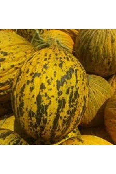 Köy Tohumları 100 Adet Tohum Organik  Tohum Altınbaş Yaz Kavun Tohumu Çiftçi ...