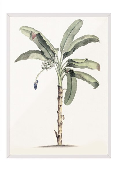 Postifull Vintage Banana Tree Çerçeveli Tablo, Beyaz Çerçeve ve Poster, Duvar...