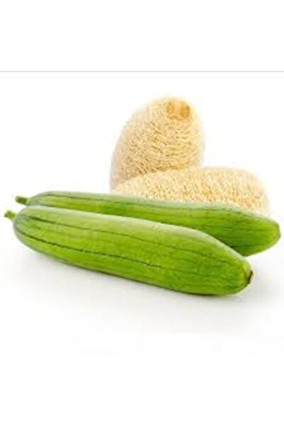 Köy Tohumları 30 Adet Tohum  Organik Lif Kabak Tohumnu Hatay Sünger Banyo Lif...