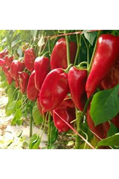 Köy Tohumları 100 Adet Tohum İthal Organik Kırmızı Tatlı Minik Mini Kapya Bib...