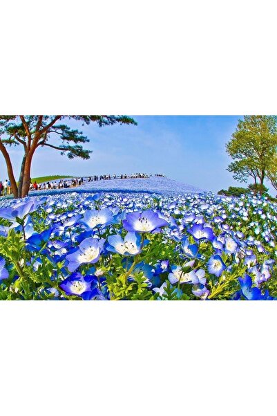 Köy Tohumları 30 Adet Tohum Nadir Mavi Sevgi Çiçeği Tohumu Mezarlık Kabristan...