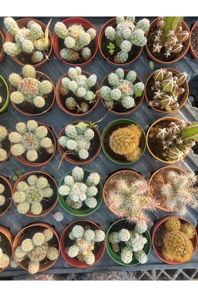 İç mekan bitkileri Kaktüs 2 Adet