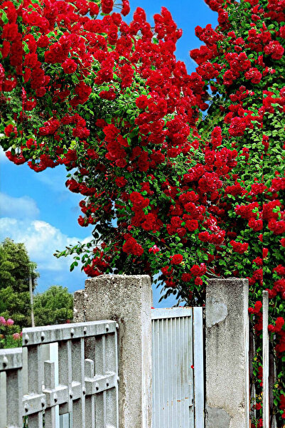 ÇİÇEKFLİX Aşılı Double kollu  kırmızı sarmaşık gül fidesi fidanı açık kök dik...