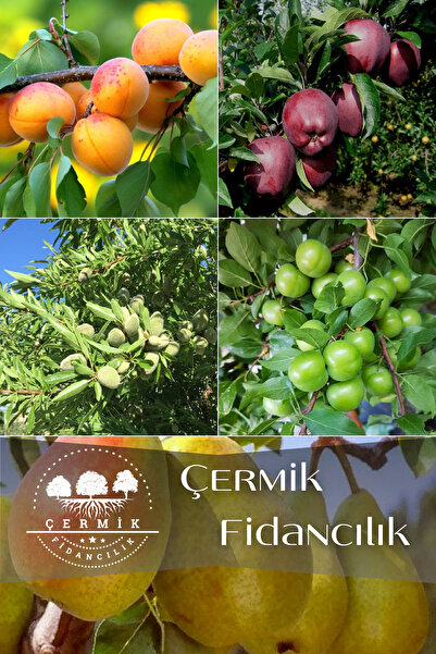 ÇERMİK FİDANCILIK 5 Çeşit Karışık Meyve Fidanı Badem , Can Erik ,Kayısı , Kır...
