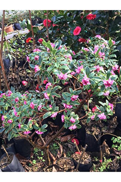 CC Kafkas Gülü(DAPHNE) Kokulu 40-60 Cm Saksıda