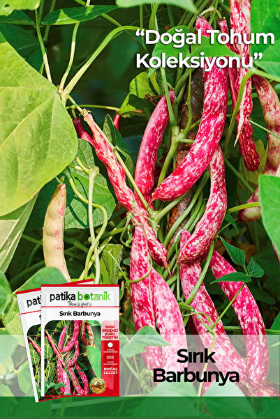 Patika Botanik 50 Adet Sırık Barbunya Tohumu (selim)