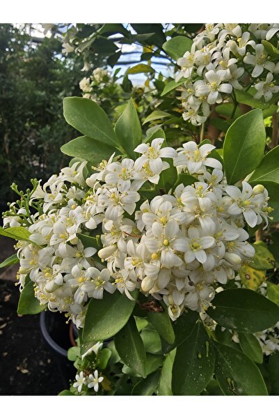 Antalya tropiksera Yoğun kokulu portakal çiçekli yasemin, Murraya paniculata....