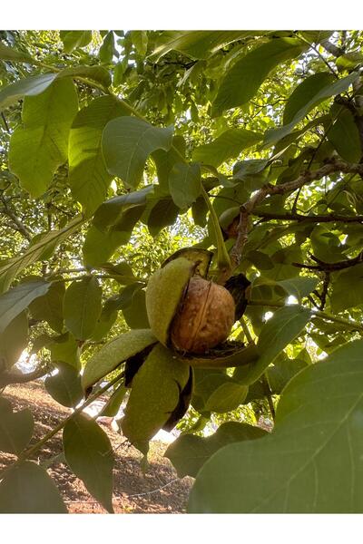 Madame Agro Ceviz - Chandler Cinsi Yeni Mahsül 1 Kg