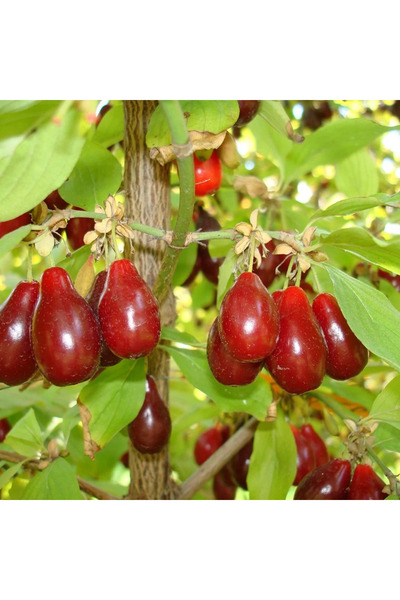 CC Kızılcık Fidanı ( 120 150 ) Cm Tüplü