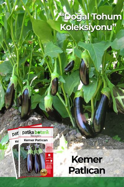 Patika Botanik 150 Adet Ata Tohumu Yerli Kemer Patlıcan