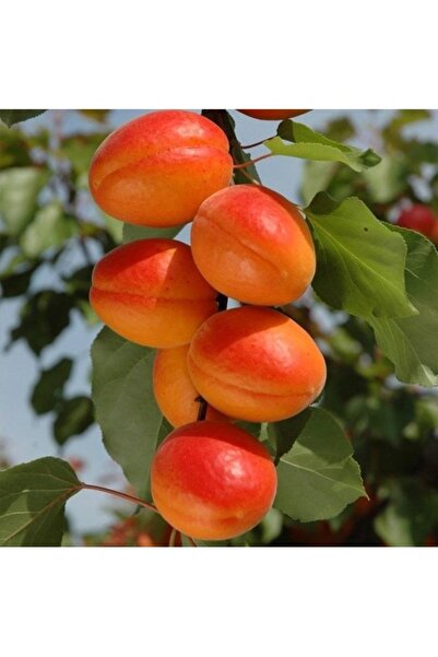 Köy Tohumları 10 Adet Tohum Nadir Niğde Yayla Al Yanak Kayısı Ağacı Tohumu Ho...