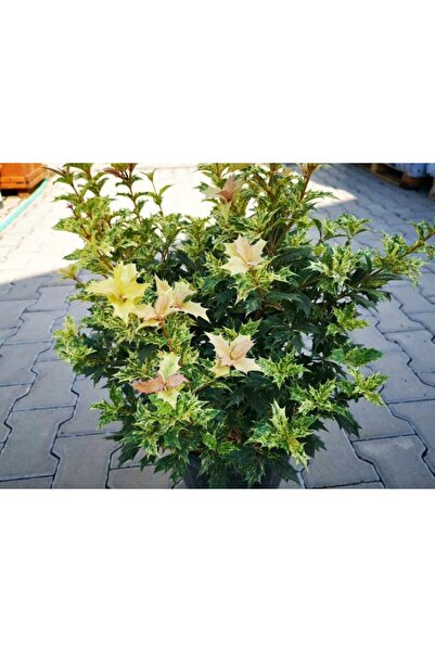 Alacalı Osmantus Ağacı Saksılı - 1-2 Yaş Arası, Şifalı Ve Kokulu