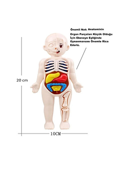 Hyd İnsan Vücudu Anatomisi Organ Bulmaca Anatomi Bul Tak Yapboz Eğitici Oyuncak Oyun 20 Cm