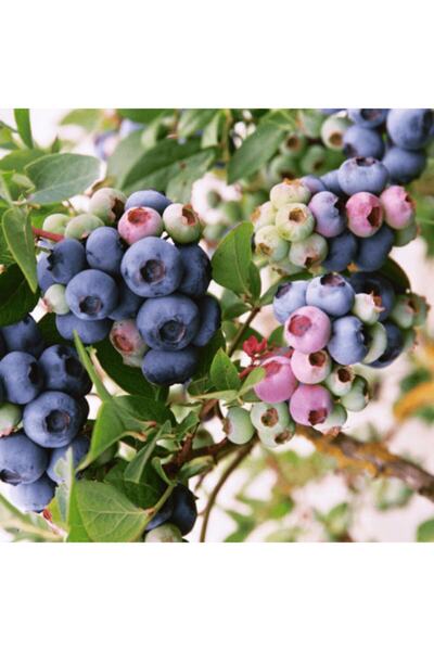 BURSATARIM Darrow Yaban Mersini Fidanı ( Likapa - Mavi Yemiş )