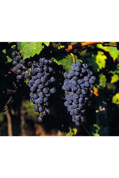 BURSATARIM Cabernet Sauvignon Üzüm Fidanı