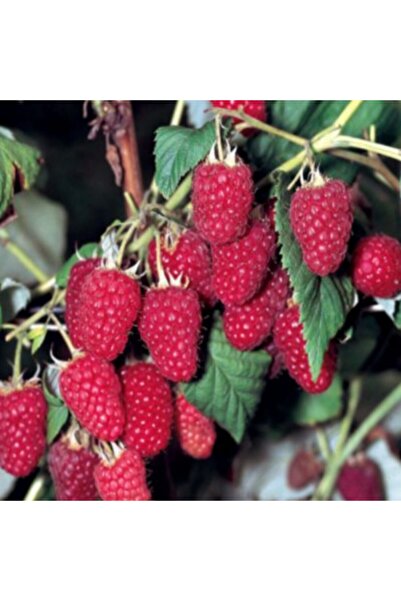 CC Tüplü Ahududu Fidanı ( 50-100 Cm Arası )