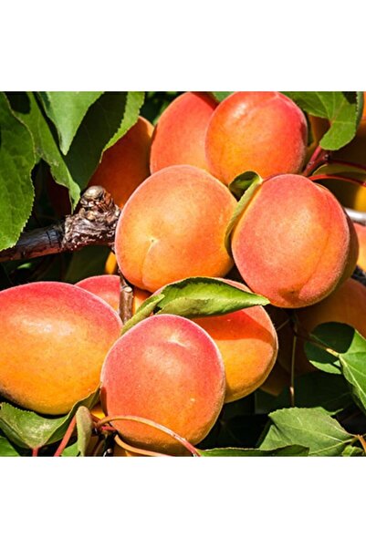 mutbirlik Tüplü Lezzetli Aldeniz Kayısı Fidanı