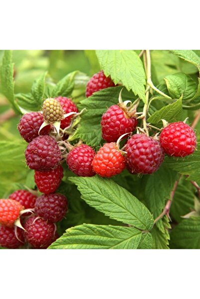 mutbirlik Tüplü Yediveren Frambuaz Ruby Ahududu Fidanı