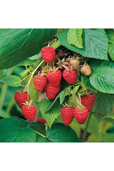 mutbirlik Tüplü Yediveren Frambuaz Ahududu Fidanı