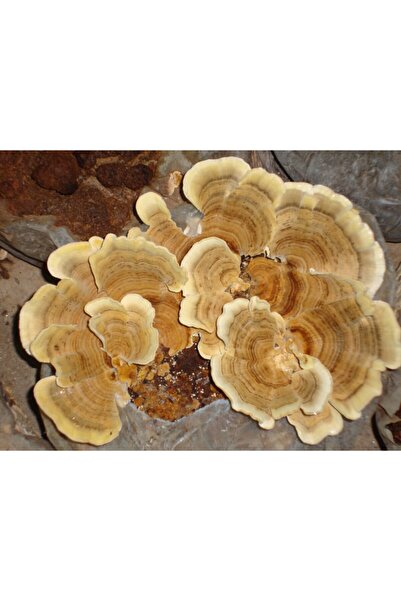 Agroma Koriolus (coriolus Versicolor ) Hindi Kuyruğu Mantarı Kuru - Natural 1...