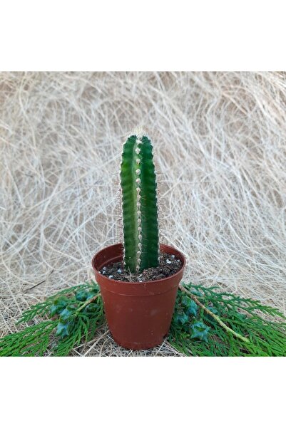 mutbirlik Saksıda Cereus Peruvianus Florida Kaktüs