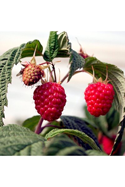 mutbirlik Tüplü Frambuaz Aksu Pembesi Ahududu Fidanı