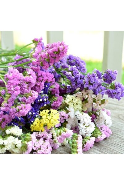 Miracle Tohum Karışık Renkli Deniz Lavantası Çiçeği Tohumu (30 Tohum)