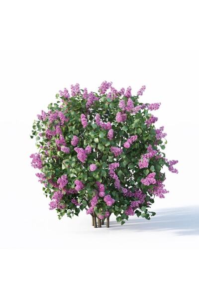 mutbirlik Saksıda Koyu Mor Leylak Ağacı