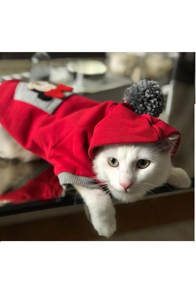 Kemique Athletique Cat Suede Cute Mouse Red (large / 3 - 3.5 Kg)