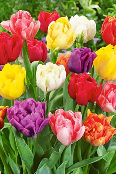 E-fidancim Karışık Lale Soğanı (100 Adet)