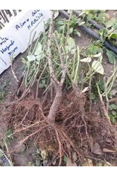 YAYLA TARIM 3 Adet Gül Fidanı ( Pembe Renk ) Yediveren Sarmaşık Kokulu Açık K...