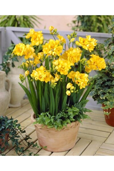 Patika Botanik Frezya Soğanı 5 Adet Katmerli Çift Sarı