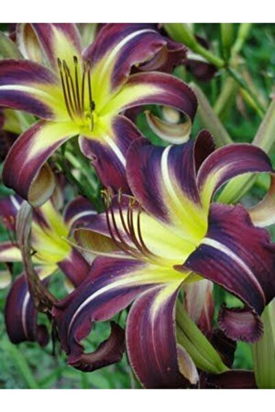 LOBELYA TOHUMCULUK 3 Adet Özel Renkli Zambak Çiçeği Soğanı