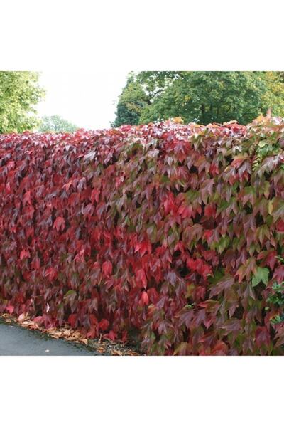 Bitki Dizayn Amerikan Sarmaşığı Fidesi 3 Adet (10-20 Cm)