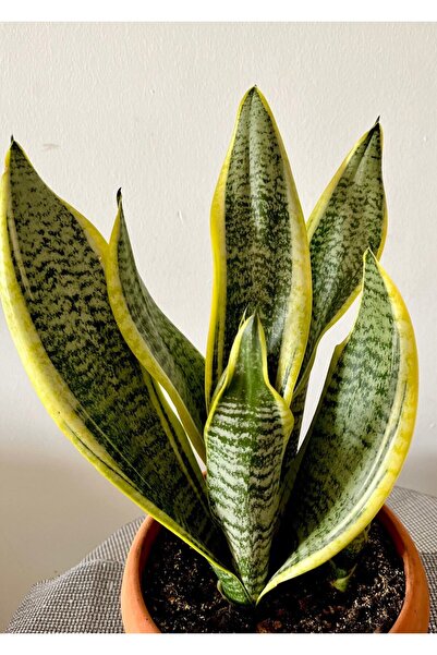 AGAPI SANSEVİERİA TRİFASCİATA-PAŞA KILICI -KILIÇ ÇİÇEĞİ-SALON BİTKİSİ