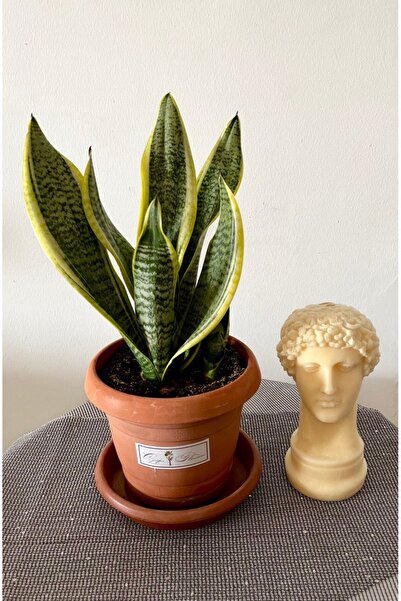 AGAPI SANSEVİERİA TRİFASCİATA-PAŞA KILICI -KILIÇ ÇİÇEĞİ-SALON BİTKİSİ