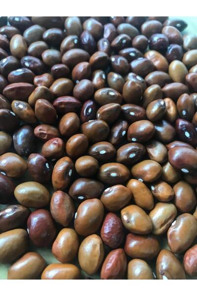 Karahasanoğlu Tarım Yerli Ata Tohumu Geniş Sırık Erken Fasulye 25 Gr (Kahvere...