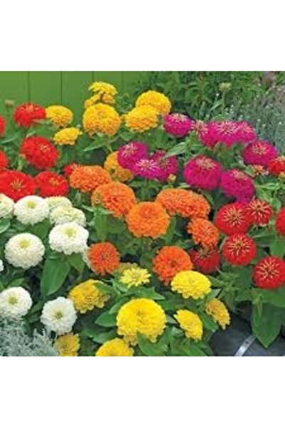 Köy Tohumları 10 Adet Tohum Organik Hasat Karışık Renkli Zinna Çiçeği Tohumu ...